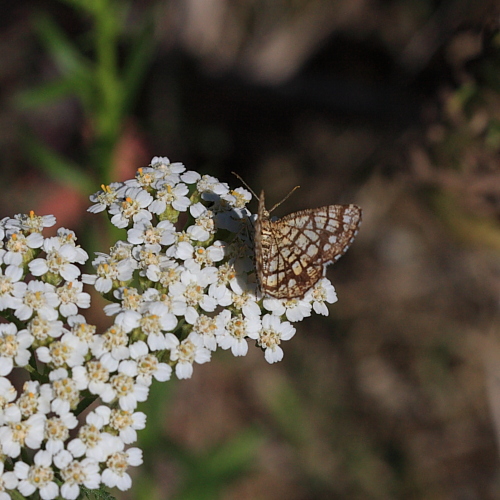 Chiasmia clathrata (Latticed Heath).JPG